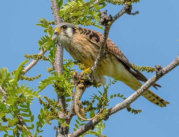 DSC_0595-2