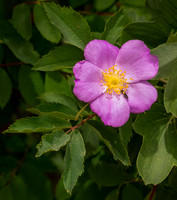 850_5564