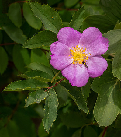 850_5564