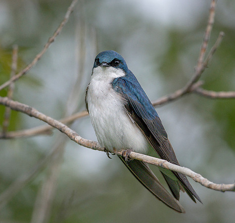 Tree Swallow ws