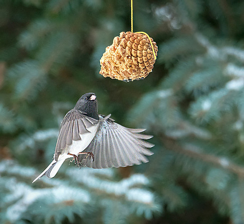 Dark Eyed Junco with peanut butter ws