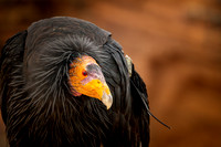 Condor Reintroduction Project