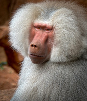 Hamadryas Baboon - Papio hamadryas_05