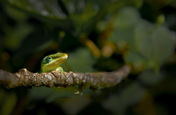 Anole ws