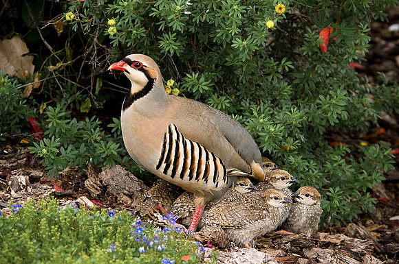 Chukar family_0411w