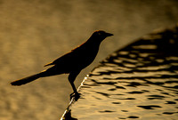 Great-tailed Grackle bathing hc ws