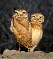 Cute Owl Poses