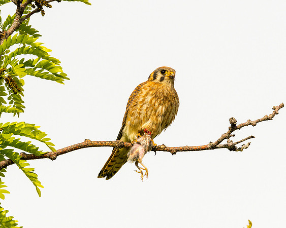 850_9936
