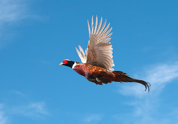 Aberdeen Pheasants035