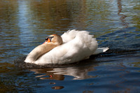 Three Rivers Ranch Swans_0590