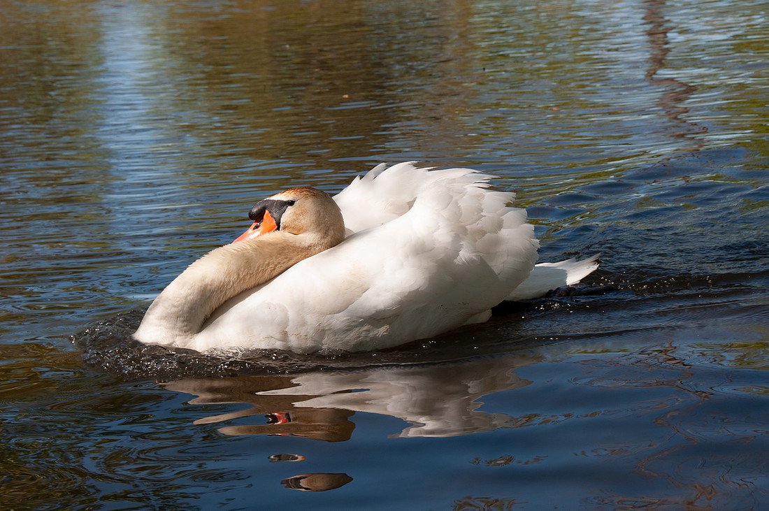 Three Rivers Ranch Swans_0590