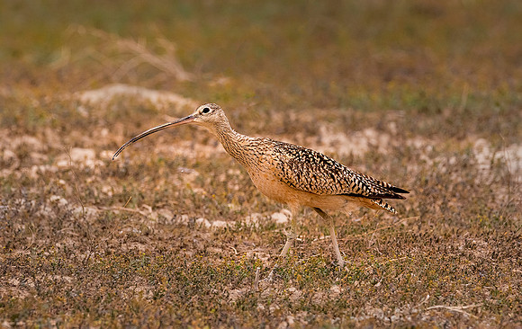 LB Curlew ws
