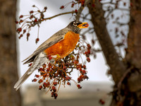 Neighborhood Birds