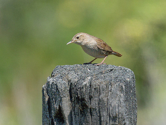 House Wren ws