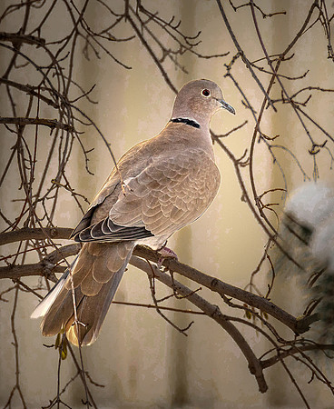 Eurasian Collared Dove 5 ws