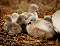 Three Rivers Ranch Swans_1135