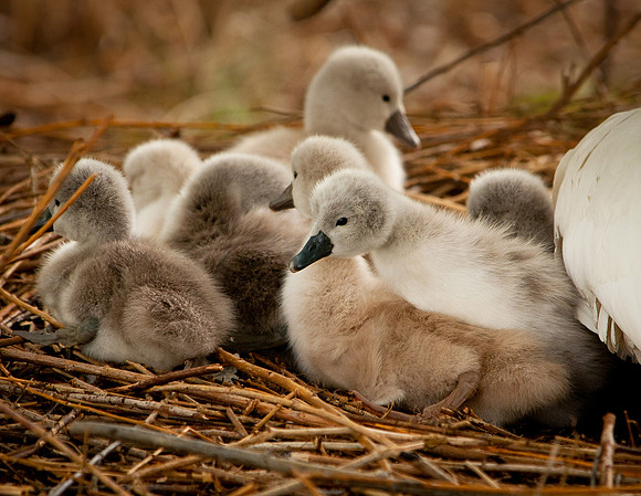 Three Rivers Ranch Swans_1135