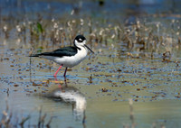 Black Neck Stilt wading ws