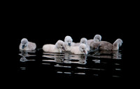 Three Rivers Ranch Swans_1327