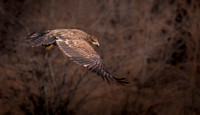 DSC_5547 ws