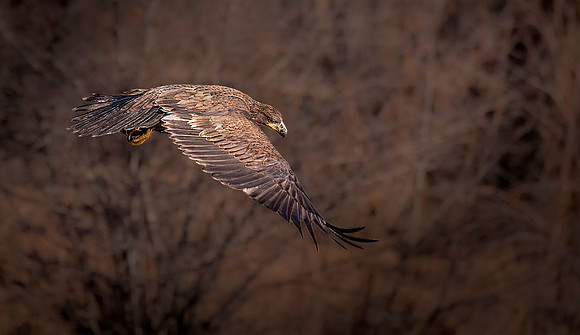 DSC_5547 ws