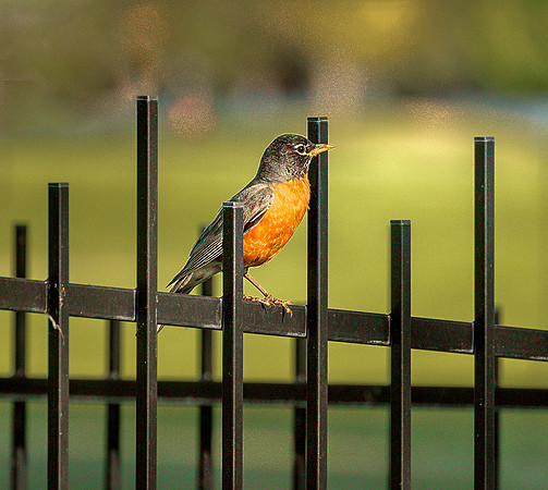 Robin on Black Fence ws