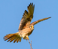 Female perched-preening-stretching and fluffing