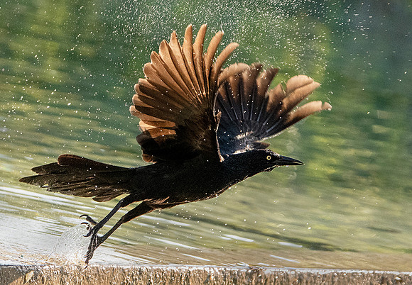 Great-tailed Grackle ws