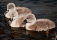 Three Rivers Ranch Swans_1188
