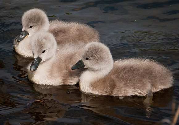 Three Rivers Ranch Swans_1188