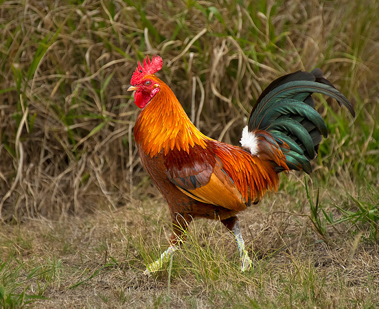 DSC_7115