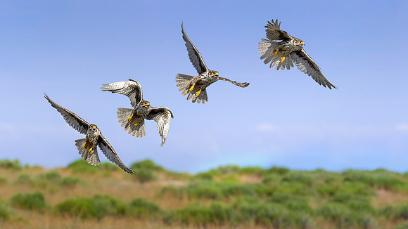 Prairie Falcon Comp Final