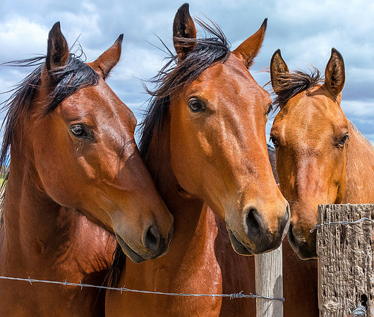 Snake River Horses ws