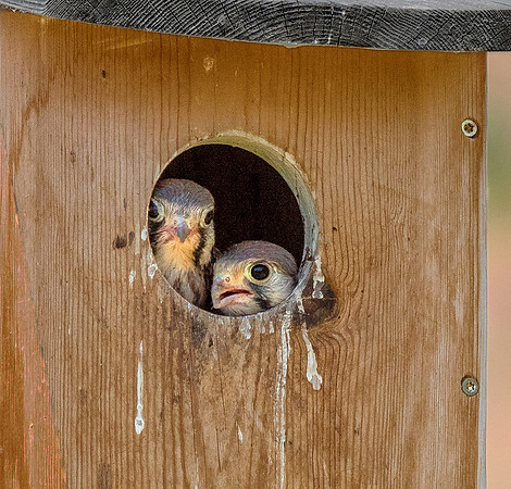 DSC_1715