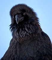YS Raven ws