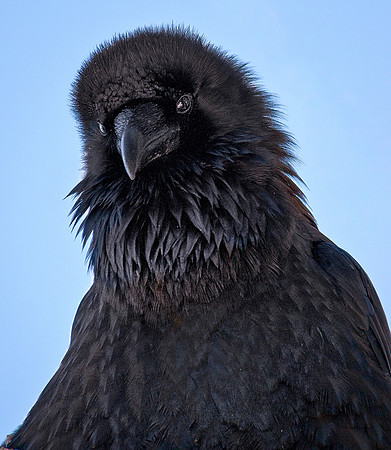 YS Raven ws