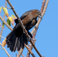 Great-tailed Grackle ws6