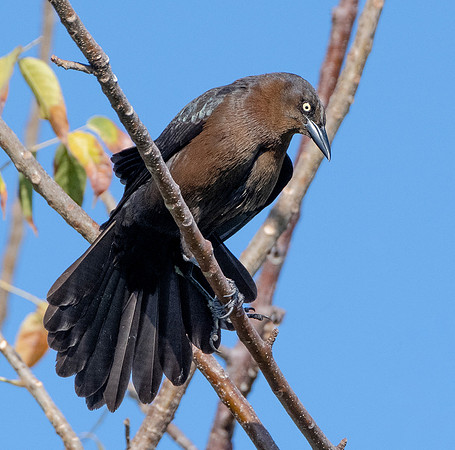 Great-tailed Grackle ws6