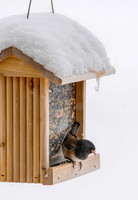 Dark Eyed Junco in Winter ws