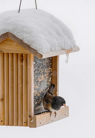 Dark Eyed Junco in Winter ws