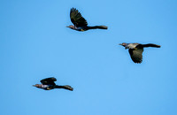 Great-tailed Grackle composite ws