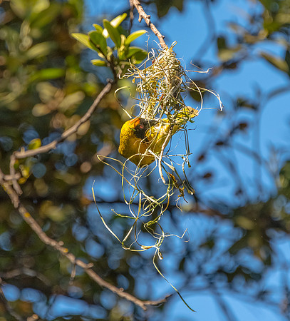 DSC_4916