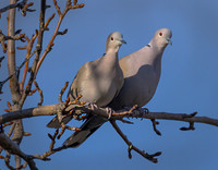 Eurasian Collared Dove ws