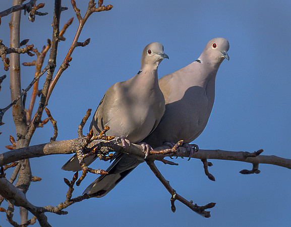 Eurasian Collared Dove ws