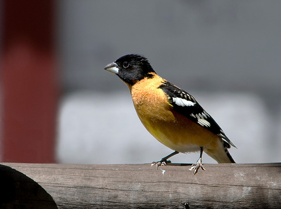 Black-Headed Grosbeak-Pheuticus melanocephalus01
