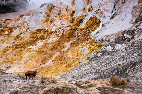 Mammoth Hot Springs Nursery