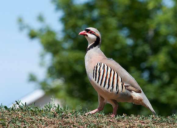 Chukars_0031