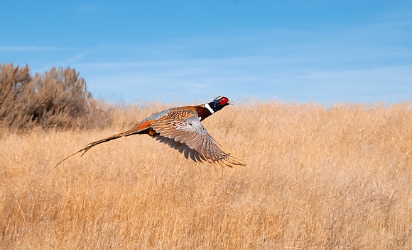 Aberdeen Pheasants028