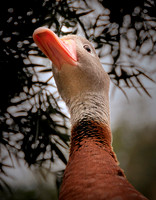 Wild Animal Park_0050