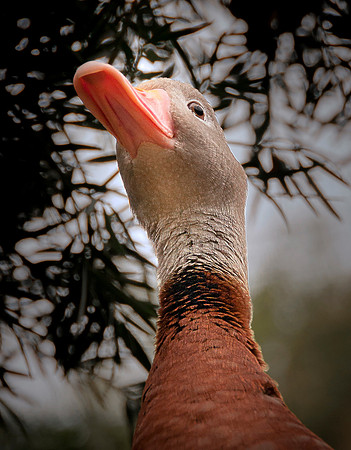 Wild Animal Park_0050